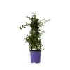 Planten|Tuinplanten-Plant in a Box Amerikaanse sering - Ceanothus thyrsiflorus Repens - Hoogte 60-70cm - ⌀17cm