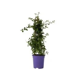 Planten|Tuinplanten-Plant in a Box Amerikaanse sering - Ceanothus thyrsiflorus Repens - Hoogte 60-70cm - ⌀17cm