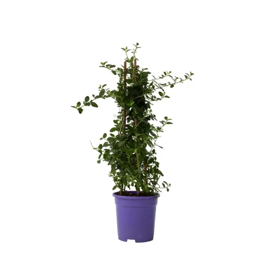 Planten|Tuinplanten-Plant in a Box Amerikaanse sering - Ceanothus thyrsiflorus Repens - Hoogte 60-70cm - ⌀17cm