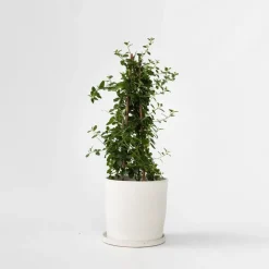 Planten|Tuinplanten-Plant in a Box Amerikaanse sering - Ceanothus thyrsiflorus Repens - Hoogte 60-70cm - ⌀17cm