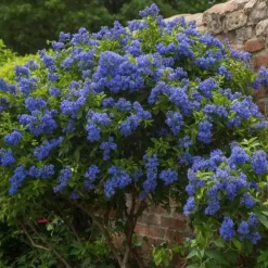 Planten|Tuinplanten-Plant in a Box Amerikaanse sering - Ceanothus thyrsiflorus Repens - Hoogte 60-70cm - ⌀17cm