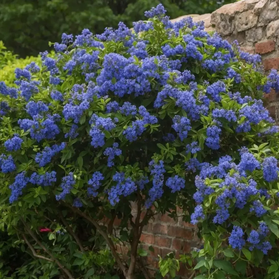 Planten|Tuinplanten-Plant in a Box Amerikaanse sering - Ceanothus thyrsiflorus Repens - Hoogte 60-70cm - ⌀17cm