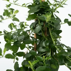 Planten|Tuinplanten-Plant in a Box Amerikaanse sering - Ceanothus thyrsiflorus Repens - Hoogte 60-70cm - ⌀17cm