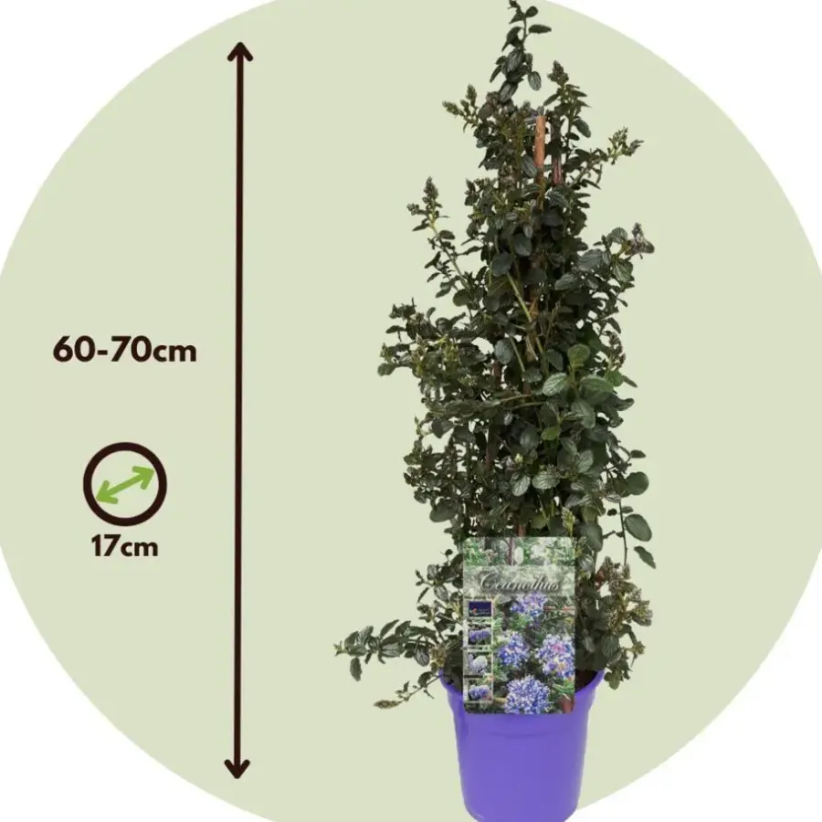 Planten|Tuinplanten-Plant in a Box Amerikaanse sering - Ceanothus thyrsiflorus Repens - Hoogte 60-70cm - ⌀17cm