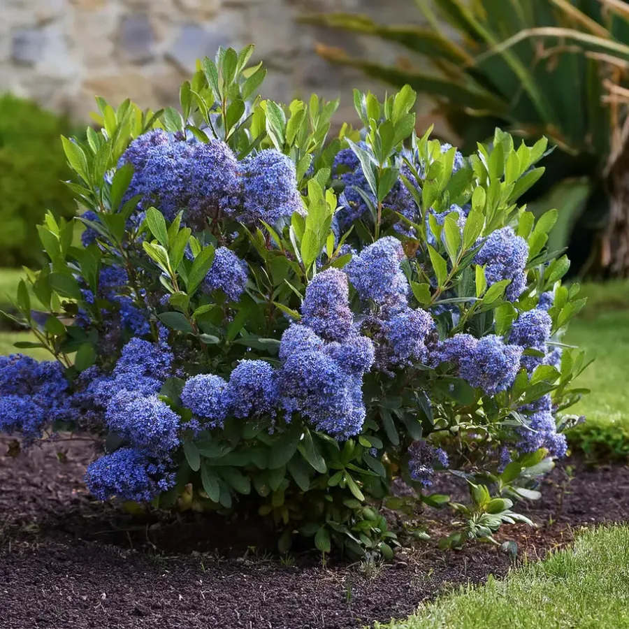 Planten|Tuinplanten-Plant in a Box Amerikaanse sering - Ceanothus thyrsiflorus Repens - Hoogte 60-70cm - ⌀17cm