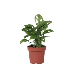 Plant in a Box Apenmasker - Monstera adansonii 'Monkey Mask' - Hoogte 25-30cm - ⌀12cm