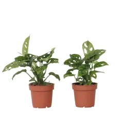Plant in a Box Apenmasker - Set van 2 - Monstera 'Monkey Mask' - Hoogte 25-30cm - ⌀12cm