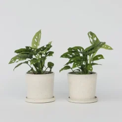 Plant in a Box Apenmasker - Set van 2 - Monstera 'Monkey Mask' - Hoogte 25-30cm - ⌀12cm