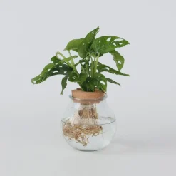 Kamerplanten-Plant in a Box Apenmasker in glas - Monstera adansonii 'Monkey Mask' - Hoogte 25-35cm - ⌀20cm