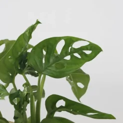 Kamerplanten-Plant in a Box Apenmasker in glas - Monstera adansonii 'Monkey Mask' - Hoogte 25-35cm - ⌀20cm