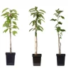 Plant in a Box Appelboom-mix - Set van 3 - Malus - Hoogte 60-70cm - ⌀9cm