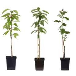 Plant in a Box Appelboom-mix - Set van 3 - Malus - Hoogte 60-70cm - ⌀9cm
