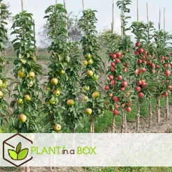 Plant in a Box Appelboom-mix - Set van 3 - Malus - Hoogte 60-70cm - ⌀9cm