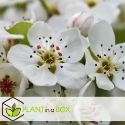 Plant in a Box Appelboom-mix - Set van 3 - Malus - Hoogte 60-70cm - ⌀9cm