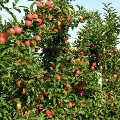 Plant in a Box Appelboom-mix - Set van 3 - Malus - Hoogte 60-70cm - ⌀9cm