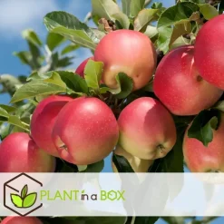 Plant in a Box Appelboom-mix - Set van 3 - Malus - Hoogte 60-70cm - ⌀9cm