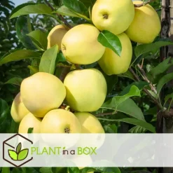 Plant in a Box Appelboom-mix - Set van 3 - Malus - Hoogte 60-70cm - ⌀9cm