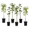 Plant in a Box Appelboom-mix - Set van 6 - Malus - Hoogte 60-70cm - ⌀9cm