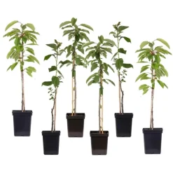 Plant in a Box Appelboom-mix - Set van 6 - Malus - Hoogte 60-70cm - ⌀9cm