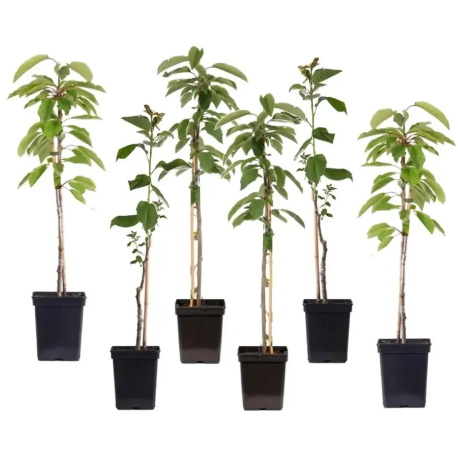 Plant in a Box Appelboom-mix - Set van 6 - Malus - Hoogte 60-70cm - ⌀9cm