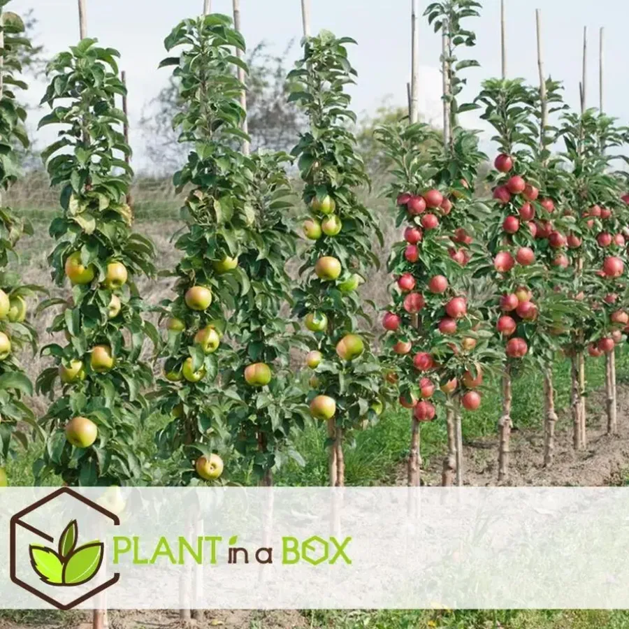 Plant in a Box Appelboom-mix - Set van 6 - Malus - Hoogte 60-70cm - ⌀9cm