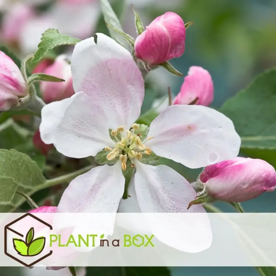Plant in a Box Appelboom-mix - Set van 6 - Malus - Hoogte 60-70cm - ⌀9cm
