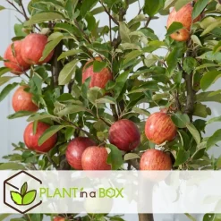Plant in a Box Appelboom-mix - Set van 6 - Malus - Hoogte 60-70cm - ⌀9cm