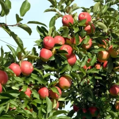 Plant in a Box Appelboom-mix - Set van 6 - Malus - Hoogte 60-70cm - ⌀9cm
