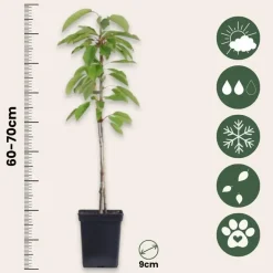 Plant in a Box Appelboom-mix - Set van 6 - Malus - Hoogte 60-70cm - ⌀9cm