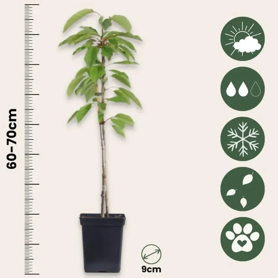 Plant in a Box Appelboom-mix - Set van 6 - Malus - Hoogte 60-70cm - ⌀9cm