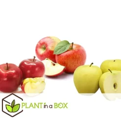 Plant in a Box Appelboom-mix - Set van 6 - Malus - Hoogte 60-70cm - ⌀9cm