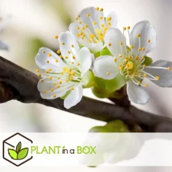 Plant in a Box Appelboom-mix - Set van 6 - Malus - Hoogte 60-70cm - ⌀9cm