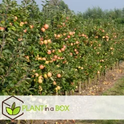 Plant in a Box Appelboom-mix - Set van 6 - Malus - Hoogte 60-70cm - ⌀9cm
