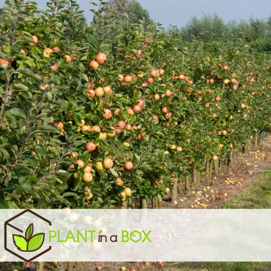 Plant in a Box Appelboom-mix - Set van 6 - Malus - Hoogte 60-70cm - ⌀9cm