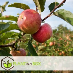 Plant in a Box Appelboom-mix - Set van 6 - Malus - Hoogte 60-70cm - ⌀9cm