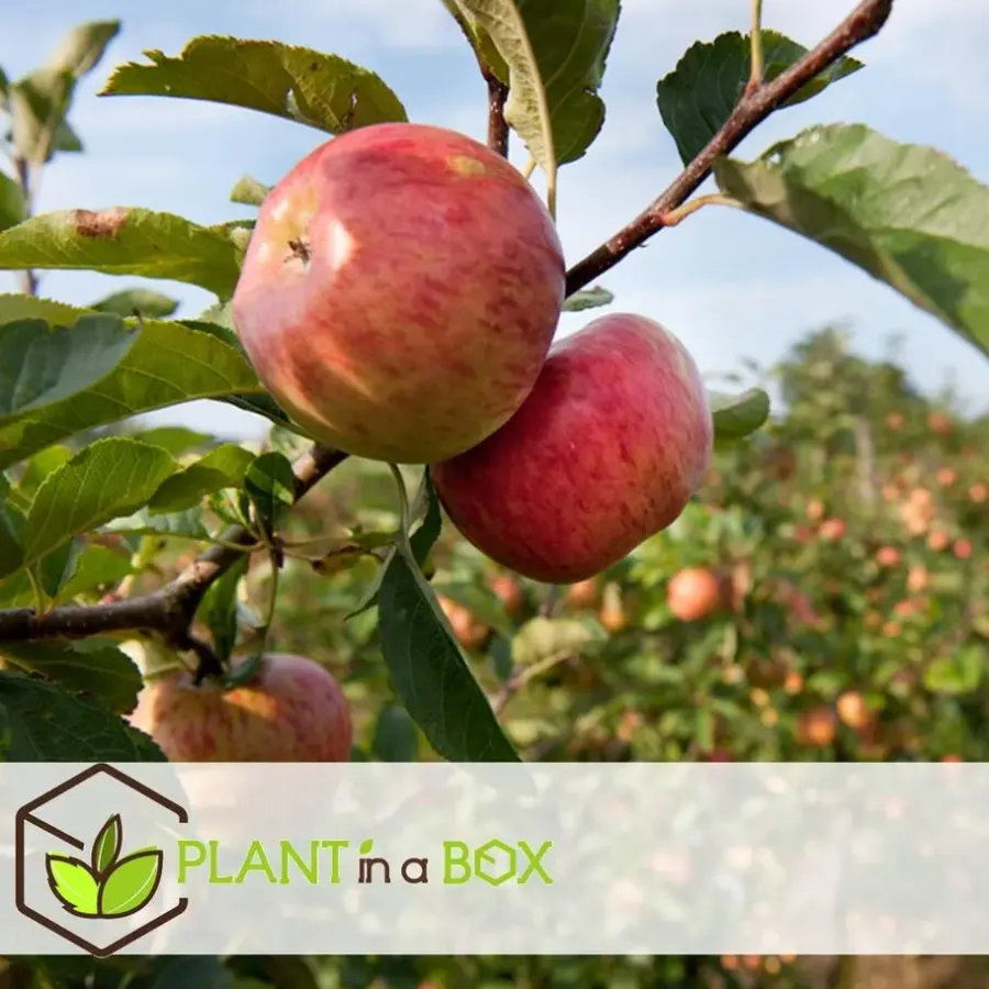 Plant in a Box Appelboom-mix - Set van 6 - Malus - Hoogte 60-70cm - ⌀9cm
