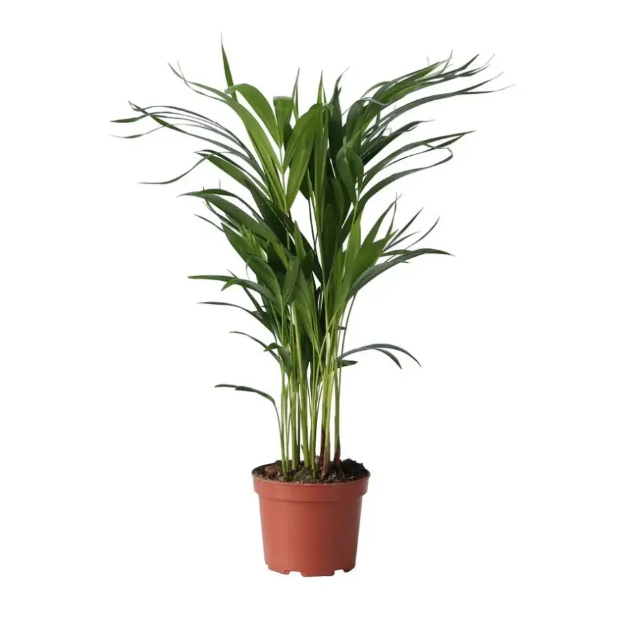 Kamerplanten-Plant in a Box Areca goudpalm - Dypsis lutescens - Hoogte 60-70cm - ⌀17cm