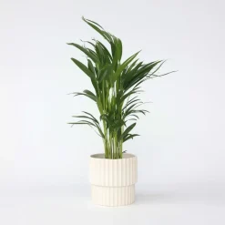 Kamerplanten-Plant in a Box Areca goudpalm - Dypsis lutescens - Hoogte 60-70cm - ⌀17cm