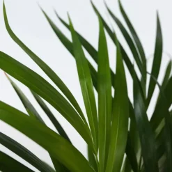 Kamerplanten-Plant in a Box Areca goudpalm - Dypsis lutescens - Hoogte 60-70cm - ⌀17cm