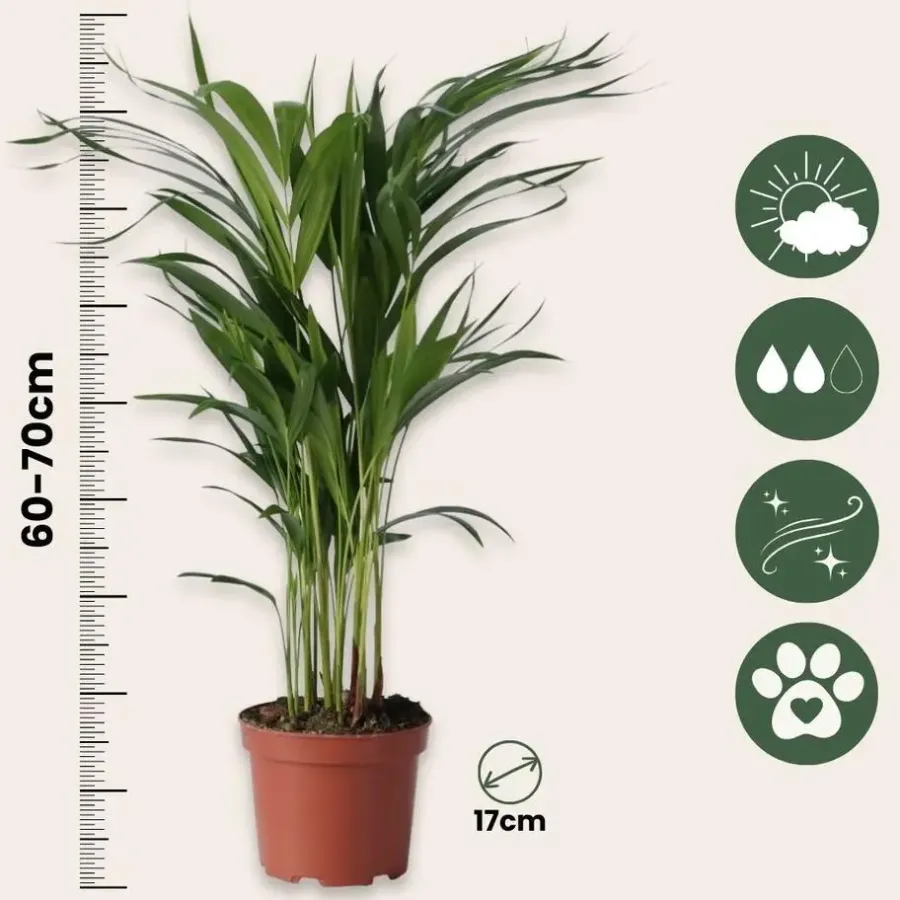 Kamerplanten-Plant in a Box Areca goudpalm - Dypsis lutescens - Hoogte 60-70cm - ⌀17cm