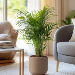 Kamerplanten-Plant in a Box Areca goudpalm - Dypsis lutescens - Hoogte 60-70cm - ⌀17cm