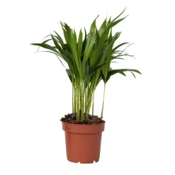 Plant in a Box Areca goudpalm - Dypsis lutescens - Hoogte 30-45cm - ⌀12cm