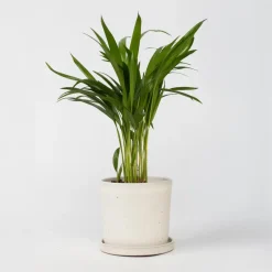 Plant in a Box Areca goudpalm - Dypsis lutescens - Hoogte 30-45cm - ⌀12cm