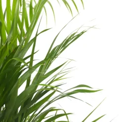 Plant in a Box Areca goudpalm - Dypsis lutescens - Hoogte 30-45cm - ⌀12cm