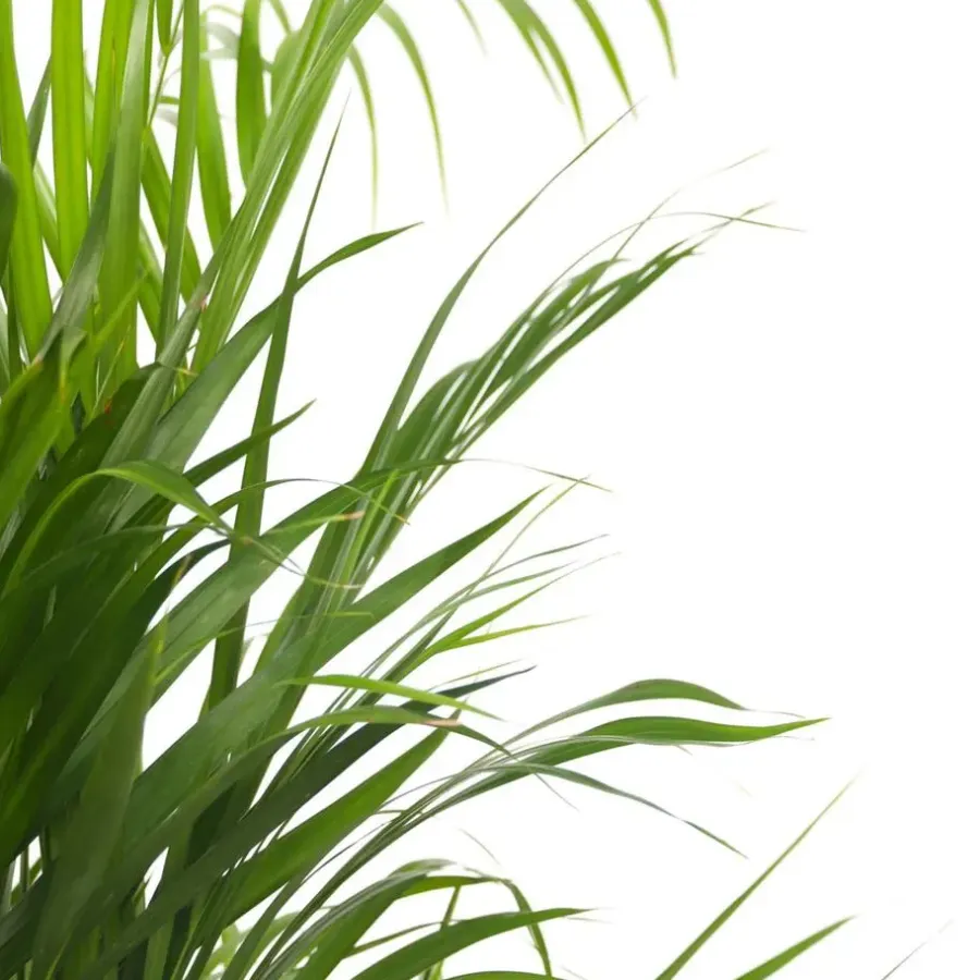 Plant in a Box Areca goudpalm - Dypsis lutescens - Hoogte 30-45cm - ⌀12cm