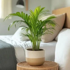 Plant in a Box Areca goudpalm - Dypsis lutescens - Hoogte 30-45cm - ⌀12cm