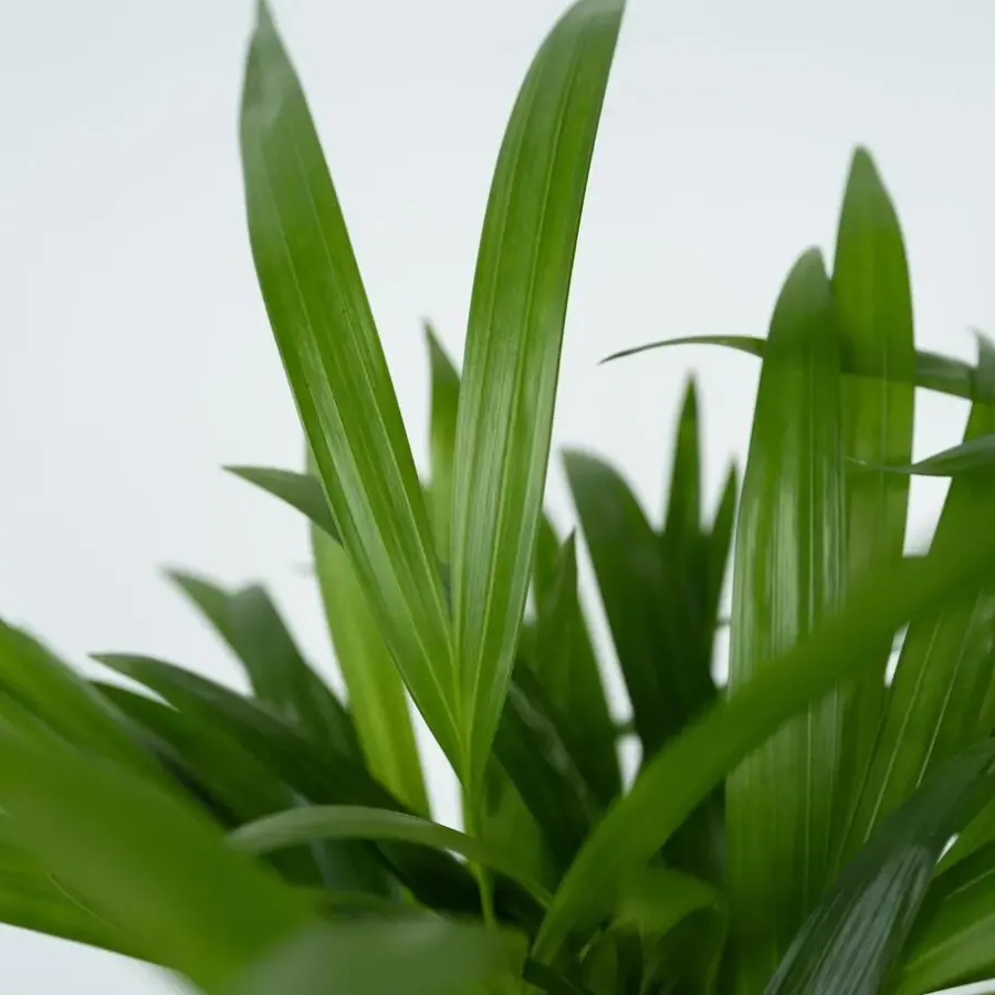 Plant in a Box Areca goudpalm - Dypsis lutescens - Hoogte 30-45cm - ⌀12cm