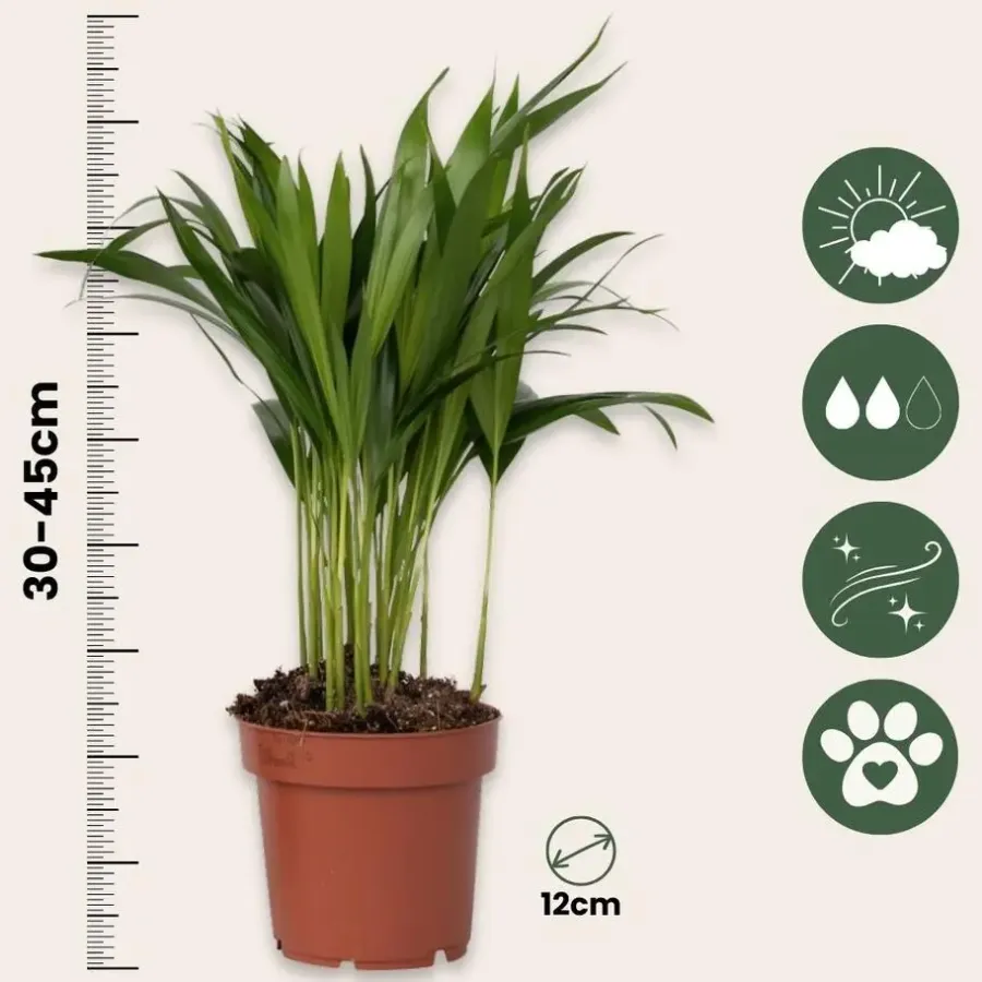 Plant in a Box Areca goudpalm - Dypsis lutescens - Hoogte 30-45cm - ⌀12cm
