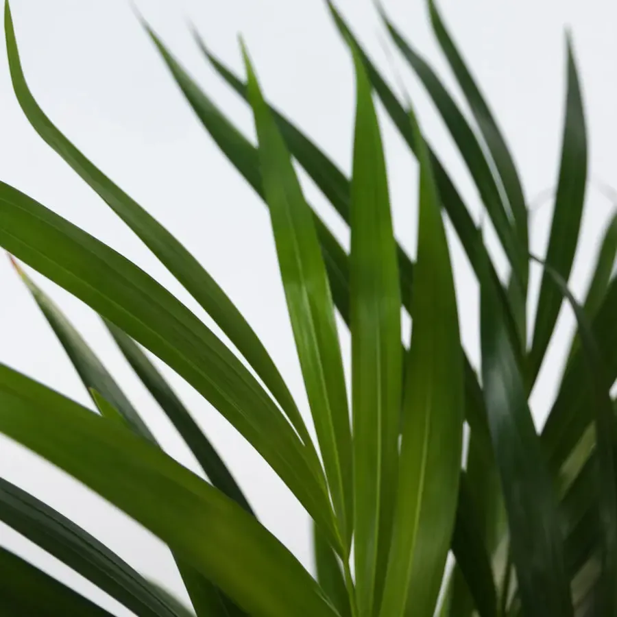 Plant in a Box Areca goudpalm - Dypsis lutescens - Hoogte 30-45cm - ⌀12cm