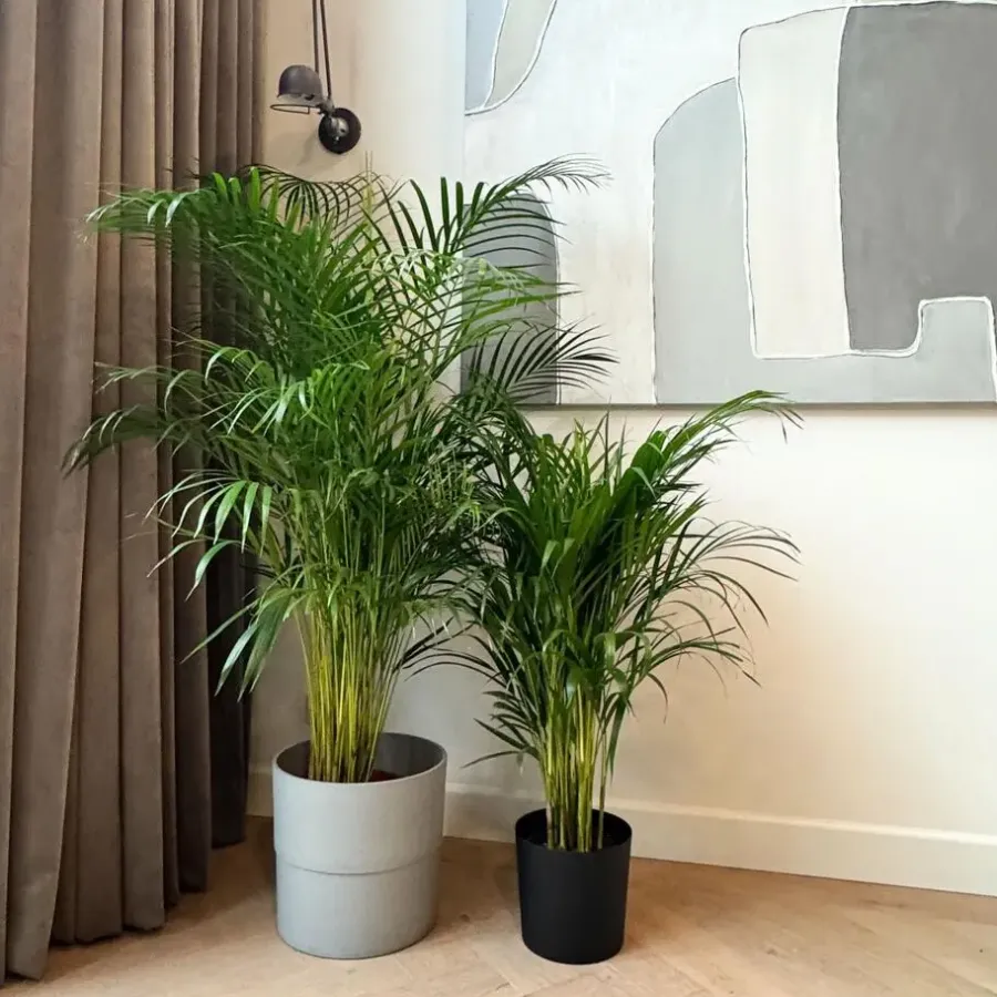 Kamerplanten-Plant in a Box Areca goudpalm - Dypsis lutescens - Hoogte 100-120cm - ⌀21cm